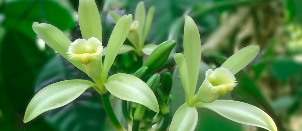 flor de vainilla