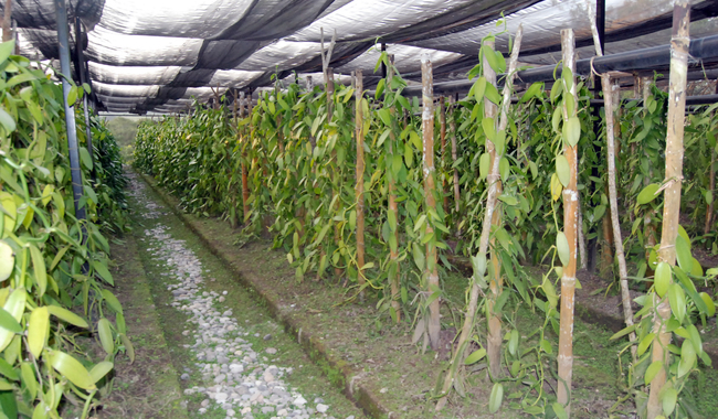 cultivo de vainilla