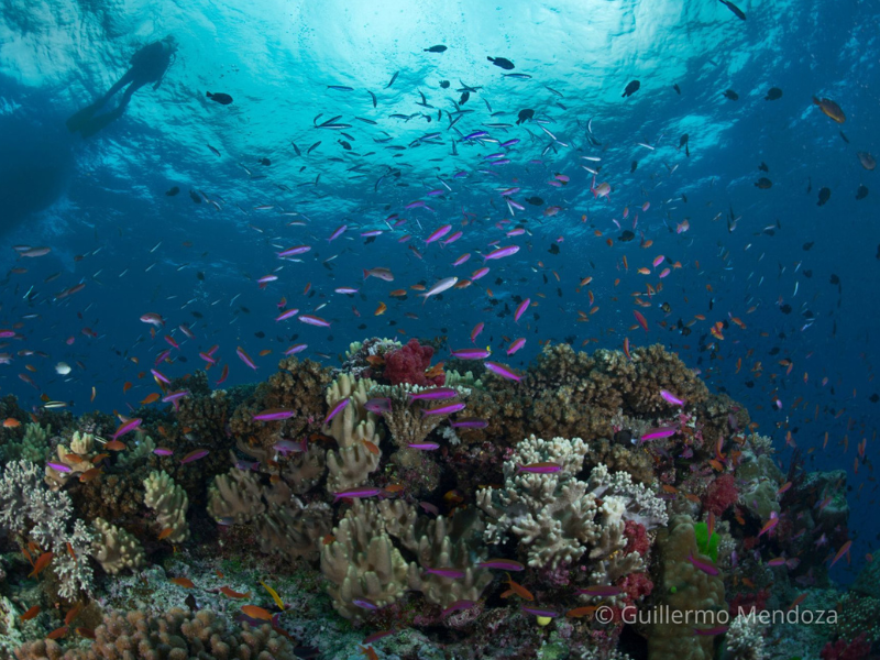 Vida submarina México Azul