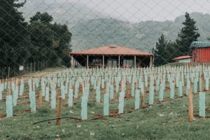reforestación